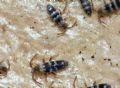 Orchesella cf bifasciata (melanic